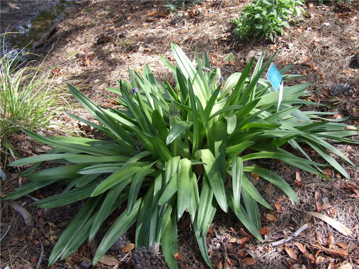 Plant photo of: Scilla peruviana