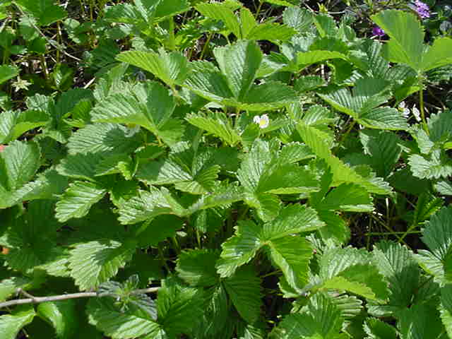 Plant photo of: Fragaria vesca  californica