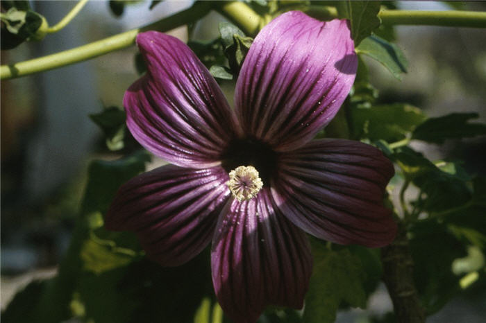 Plant photo of: Lavatera assurgentiflora
