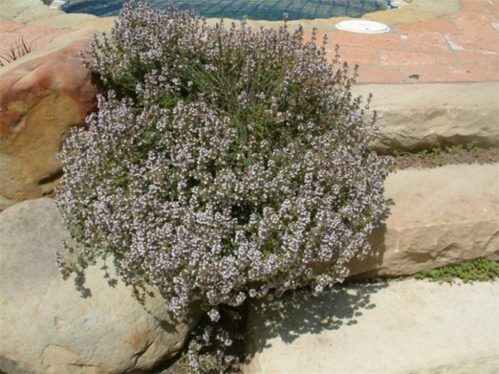 Plant photo of: Thymus praecox articus 'Purple Carpet'