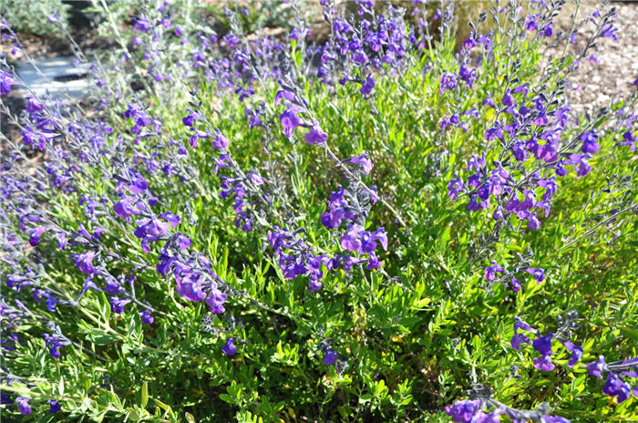Plant photo of: Salvia greggii 'Purple'
