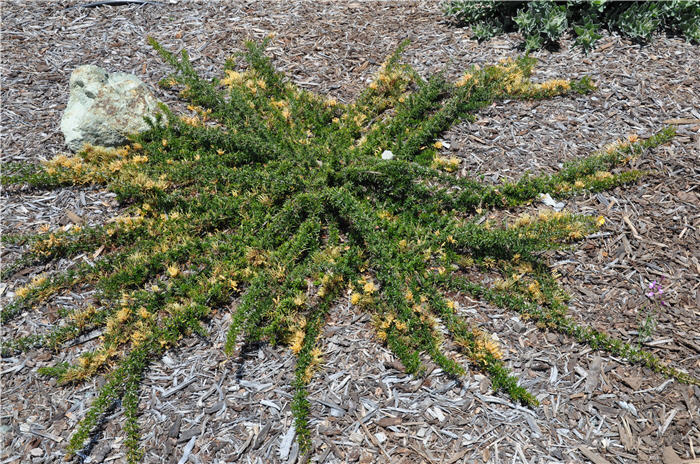 Plant photo of: Grevillea 'Molonglo'