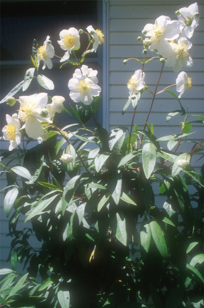 Plant photo of: Carpenteria californica 'Elizabeth'
