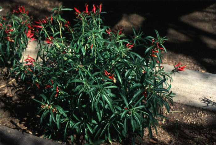 Plant photo of: Lobelia laxiflora