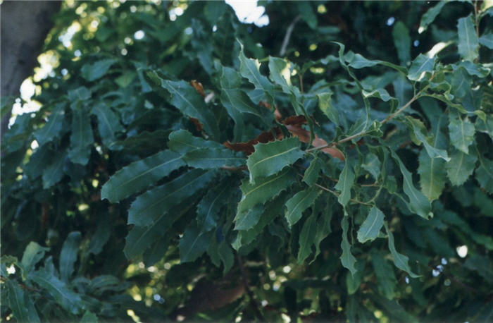 Plant photo of: Macadamia hybrida