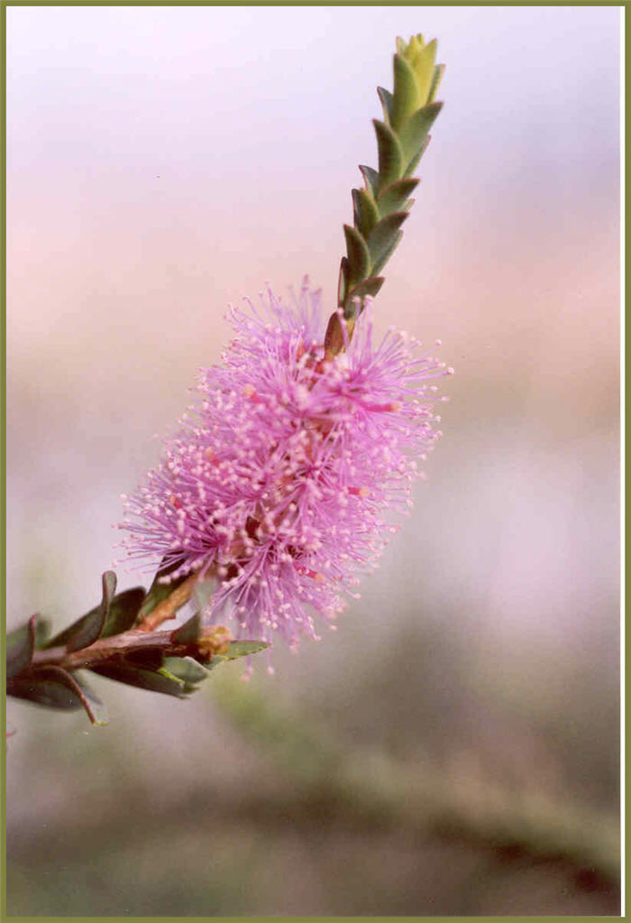 Plant photo of: Melaleuca decussata