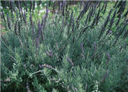 Goodwin Creek Gray Lavender