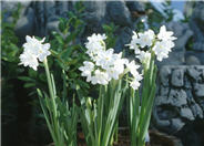 Narcissus  Assorted Varieties