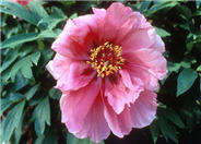 Paeonia  'Flying Swallow in Red Dress