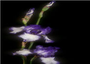 Iris bearded 'Blue Staccato'