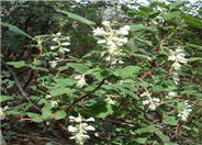 White Flowered Currant