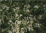 Myoporum parvifolium 'Putah Creek'