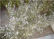Snow White Flowering Tea Tree