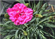 Carnation, Clove Pink, Pinks