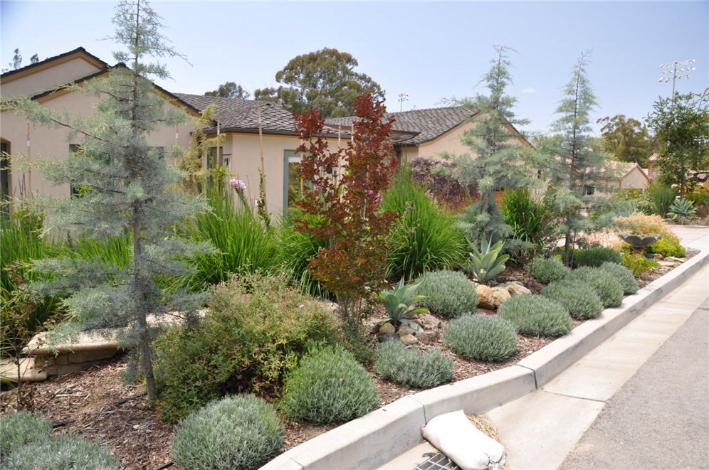 Plantings Along Curb