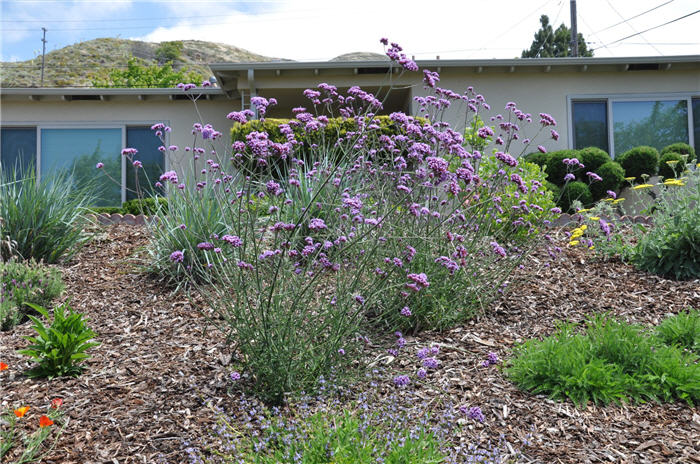 Plant photo of: Verbena bonariensis